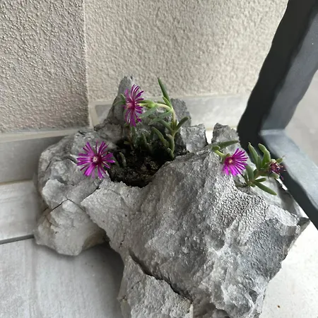Oase Der Ruhe Apartmán Novi Vinodolski